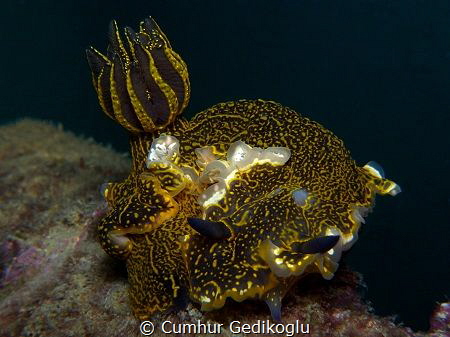 Felimare picta by Cumhur Gedikoglu 