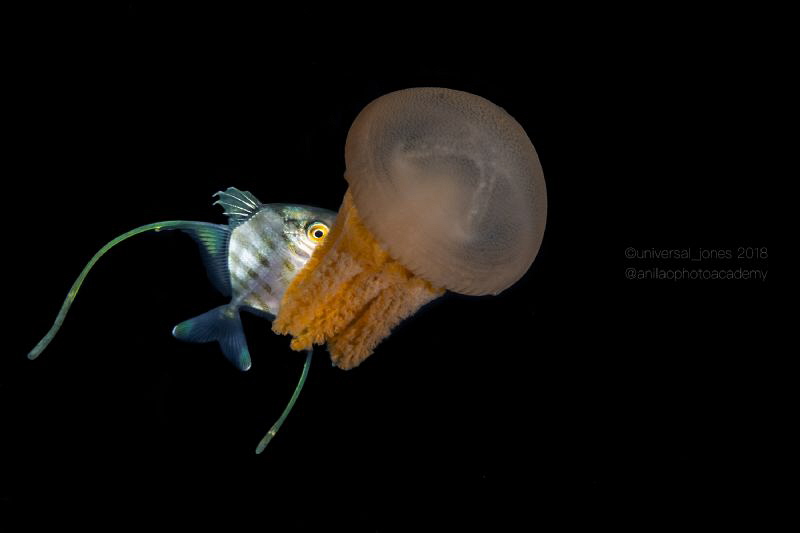 Jelly & Fish by Wayne Jones 