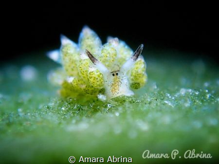 Costasiella kuroshimae! by Amara Abrina 