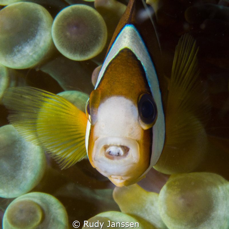 NEMO with parasite by Rudy Janssen 