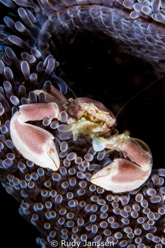 Neopetrolisthes maculatus. Porcelain crab by Rudy Janssen 