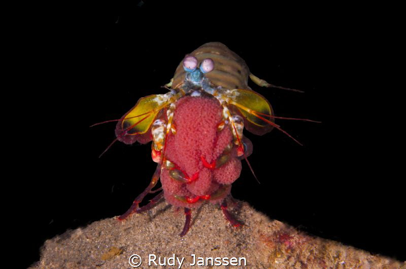 Mantashrimp by Rudy Janssen 