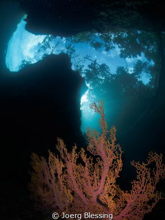 Jungle meets Reef- The Passage by Joerg Blessing 