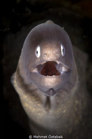 Moray / Anilao- Philippines by Mehmet Öztabak 