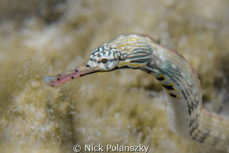 Pipefish Potrait by Nick Polanszky 