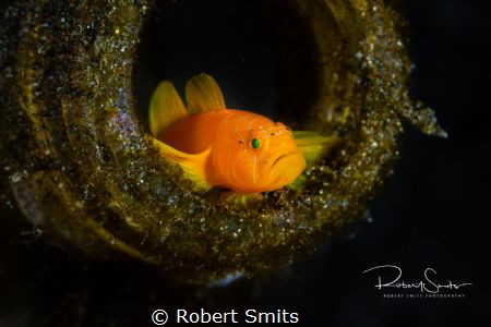 Did you know that, despite the typically small size of it... by Robert Smits 