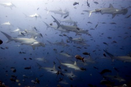 A very lucky dive off Darwin, Galapagos. I wonder what wa... by Chris Wildblood 