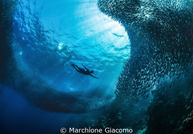 Free diving in meddel the sardines.
Pangsama reef . Moal... by Marchione Giacomo 