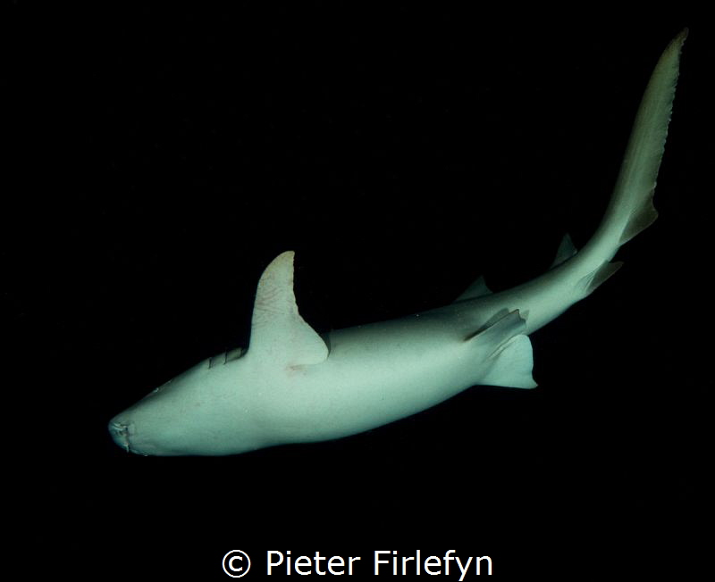nurse shark by nightdive by Pieter Firlefyn 