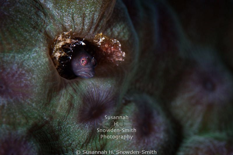 "The Color Purple" - A blenny peers out of its textured c... by Susannah H. Snowden-Smith 