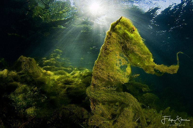 The pond of Ekeren, Belgium by Filip Staes 