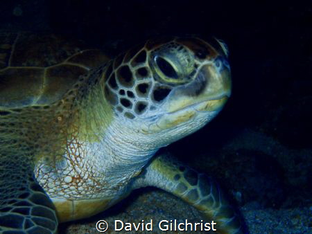 This green Sea turtle was resting under a ledge and allow... by David Gilchrist 