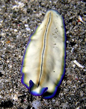 Blueberry & Vanilla Flatworm. Taken with Olympus C-5050. by Nick Hobgood 