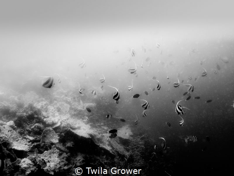 B&W by Twila Grower 