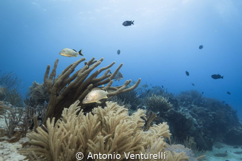 Playa del Carmen by Antonio Venturelli 