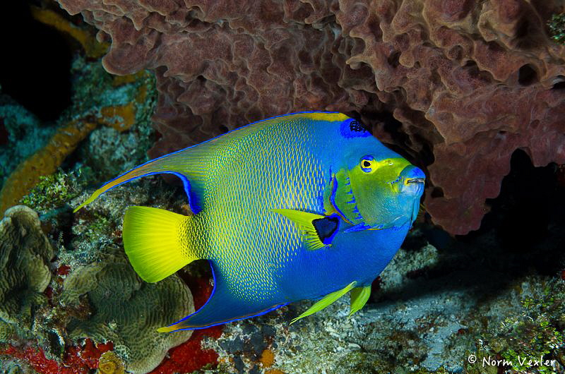 A beautiful Queen Angelfish in Cozumel. by Norm Vexler 