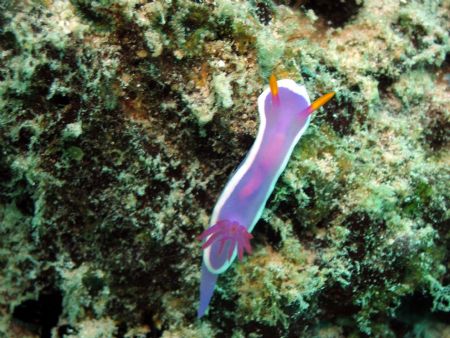 Taken at Mantabuan Island, East Malaysia by Dennis Siau 