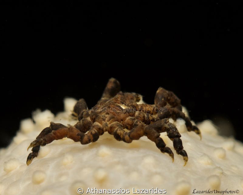 Tiny spider by Athanassios Lazarides 