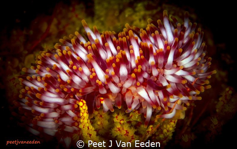 The Rare Walking Sea-anemone.

 One of only 2 of this s... by Peet J Van Eeden 