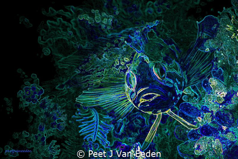 Glowing Edges of an ordinary Klipvis in False Bay, Cape P... by Peet J Van Eeden 