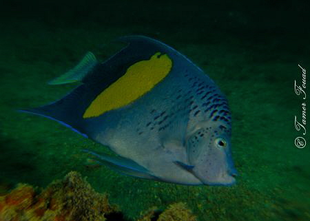 Blue AngelFish by Tamer Fouad 