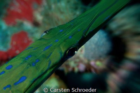 Trumpedfish Malediven 2018 by Carsten Schroeder 