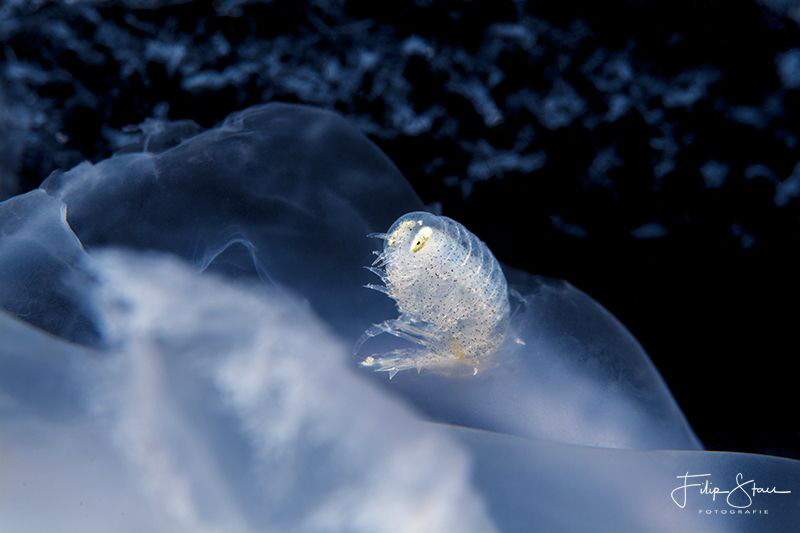 Big-eye amphipod (Hyperia galba), Zeeland, The Netherlands. by Filip Staes 