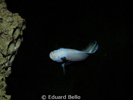 Not a sea, but a hudge dive tank. Todi by Eduard Bello 