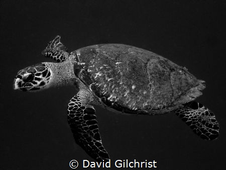 Hawksbill Turtle(Eretmochelys imbricata)
Roatan, Honduras by David Gilchrist 