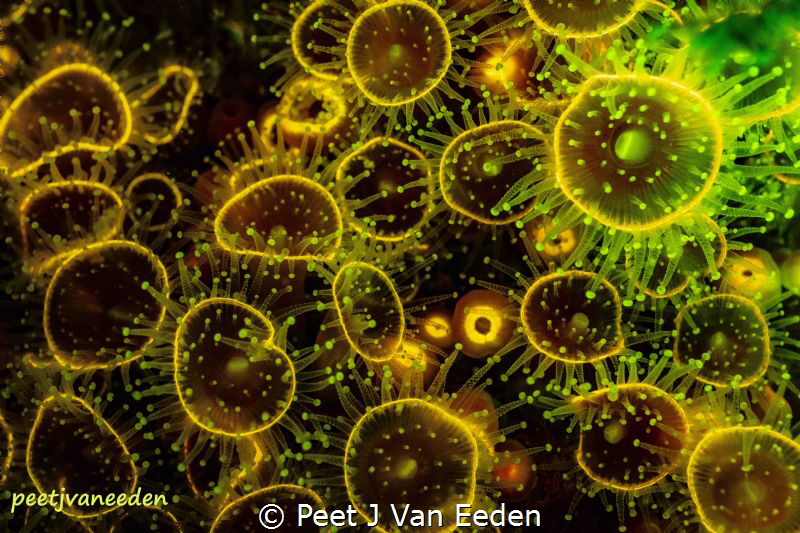Fluorescent Strawberry Anemones in False Bay, Cape Penins... by Peet J Van Eeden 