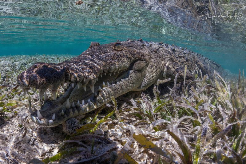 Cocodrile close up, Jardines de la Reina Cuba by Alejandro Topete 