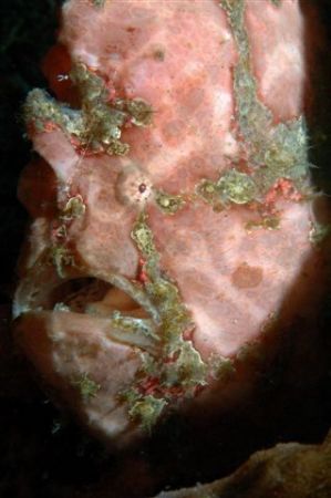 Pink Frogfish, Lembeh Straits.
105mm Macro Lens. by Jean Tresfon 