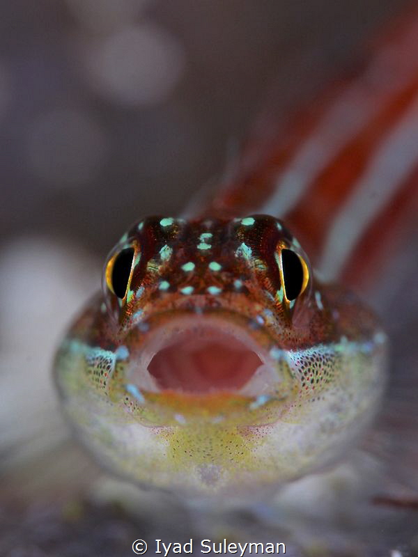 Goby by Iyad Suleyman 