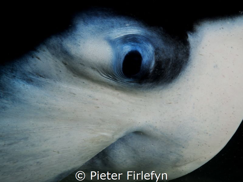 In the eye of a manta by Pieter Firlefyn 