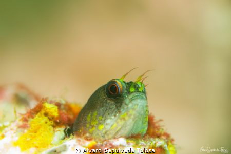 Tomada en Daphne, Galápagos, Ecuador con Sony RX 100MKV y... by Alvaro Sepulveda Tolosa 
