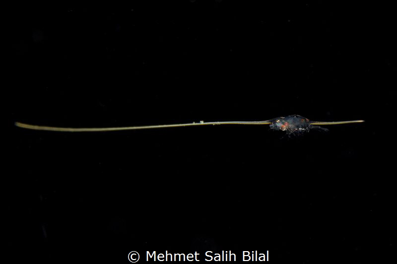 At first sight I thought this small creature is riding on... by Mehmet Salih Bilal 