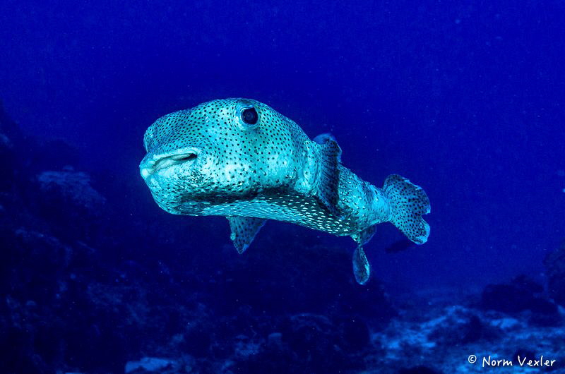 Porcupinefish in Cozumel by Norm Vexler 