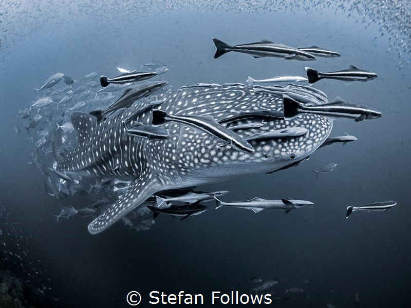 The Passenger

Whale Shark - Rhincodon typus

Sail Ro... by Stefan Follows 