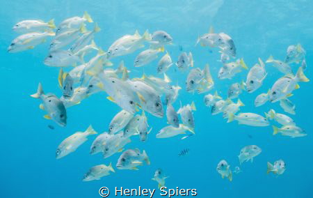 Stay Still Please by Henley Spiers 