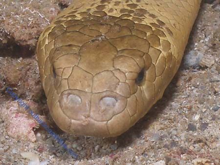 Close up full frame of Olive Sea snake Navy Pier Exmouth ... by Brad Cox 