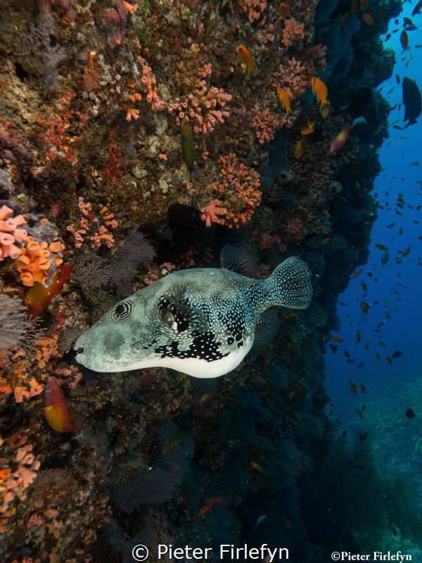 Pregnant pufferfish by Pieter Firlefyn 