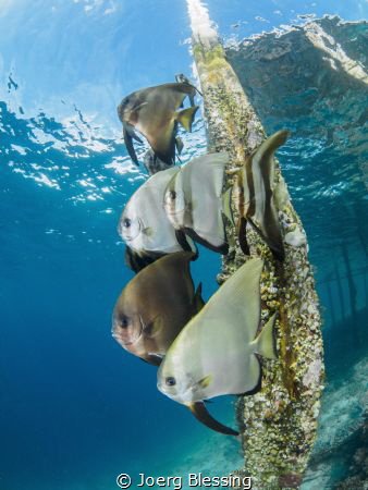 Batfish under Yenkoranu Homestay´s jetty on Kri Island by Joerg Blessing 