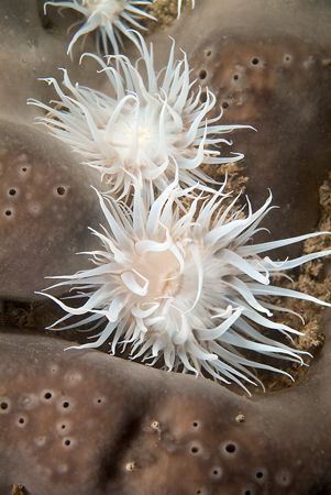 Actinothoe sphyrodeta on a elephant ear
sponge. North Wa... by Derek Haslam 