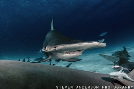 Bimini is the place find the Great Hammerheads during the... by Steven Anderson 