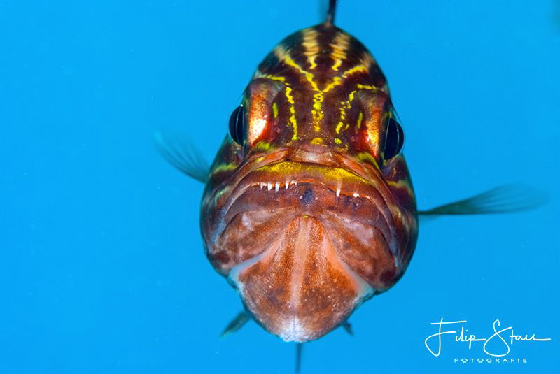 "The Cardinal", Dahab, Egypt by Filip Staes 