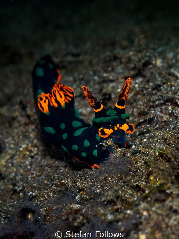 Let it Glow ... !

Nudibranch - Nembrotha kubaryana

... by Stefan Follows 