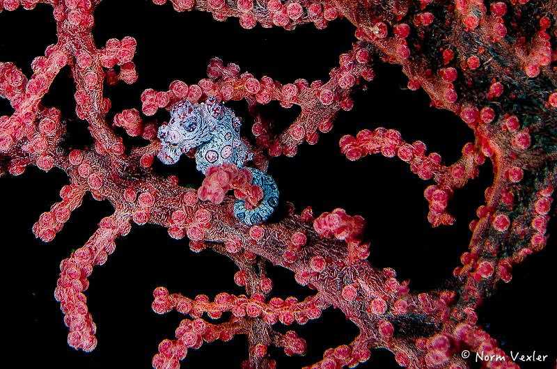 Bargibanti Pygmy Seahorse photographed in Raja Ampat, Ind... by Norm Vexler 