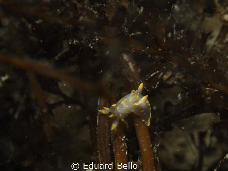 Just 2cm. Always awesome by Eduard Bello 