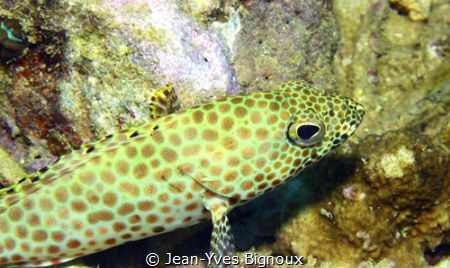 Honeycomb Grouper Juvenile.Jean-Yves BIGNOUX
Mauritius by Jean-Yves Bignoux 