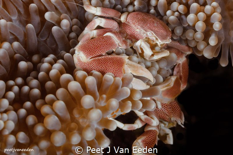 The Battle

Two porcelain crabs competing for the best ... by Peet J Van Eeden 